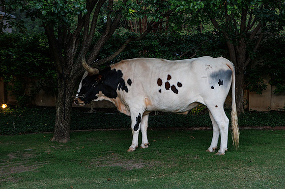 2025 TX-OU Game Day Party-117