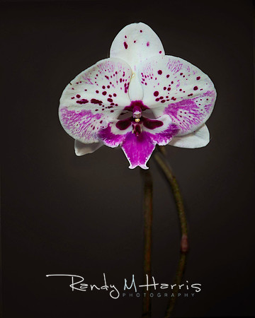 White and Pink Moth Orchid Print-14