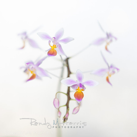 3D Pot with Esq. Phal.-0101