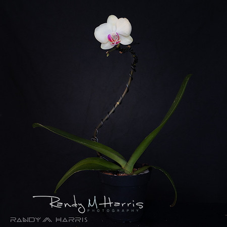 3D Pot with Esq. Phal.-