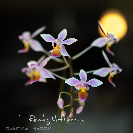 3D Pot with Esq. Phal.-0110