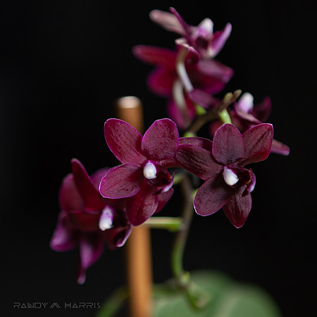 Ella Full Bloom-2